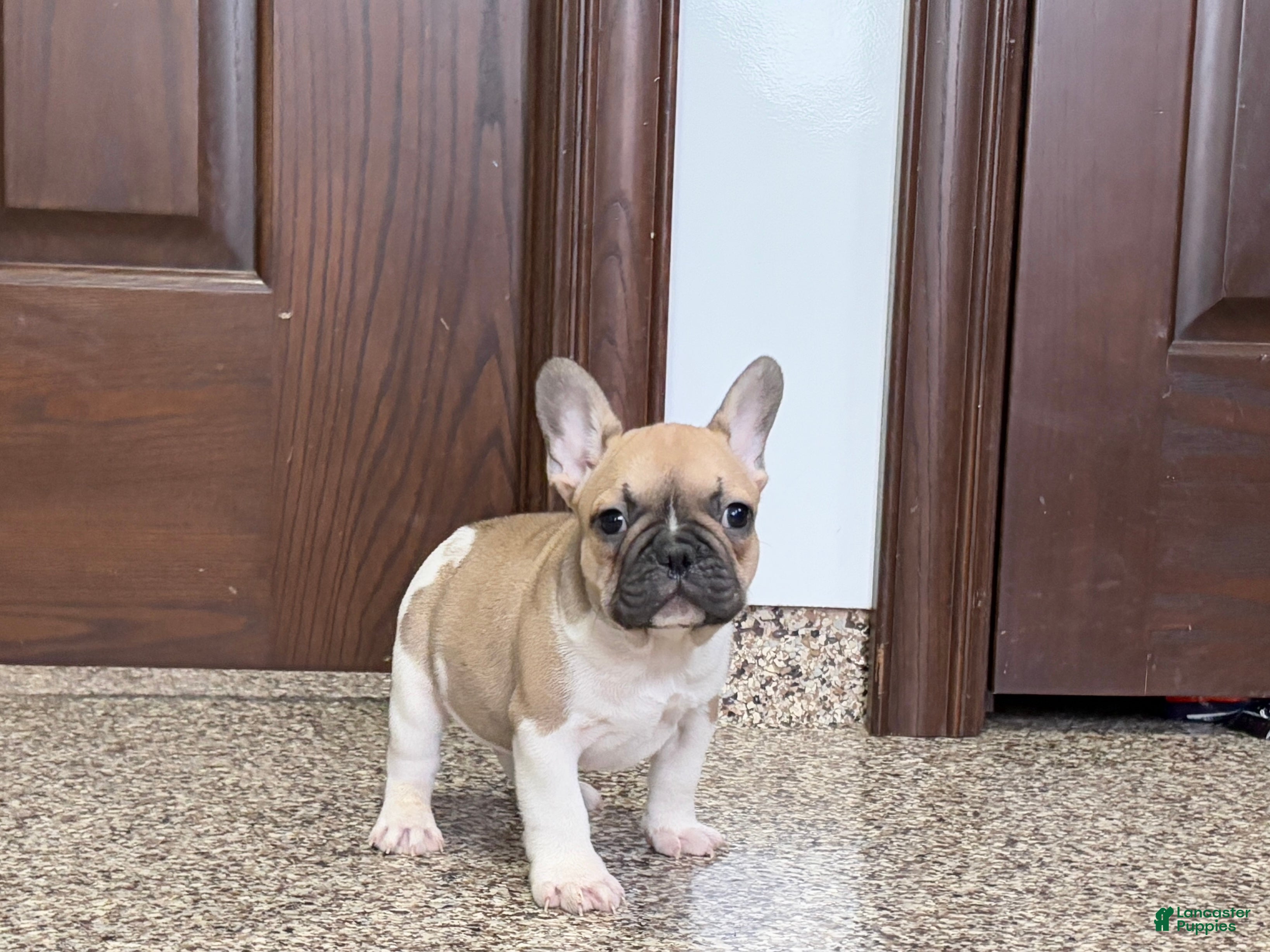 French Bulldog dogs French Bulldog Puppy 1 - Ad 9