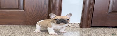 French Bulldog Puppy 1