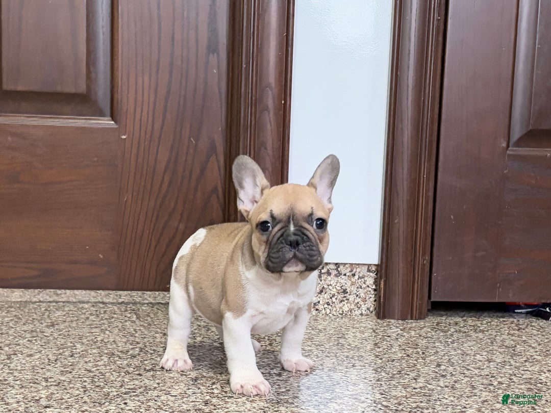 French Bulldog dogs for sale: French Bulldog Puppy 1 - Ad 1