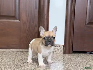 French Bulldog dogs French Bulldog Puppy 1 - Ad 35