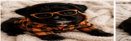 Shihpoo dogs for sale: Shihpoo Puppy 1 - Ad 3