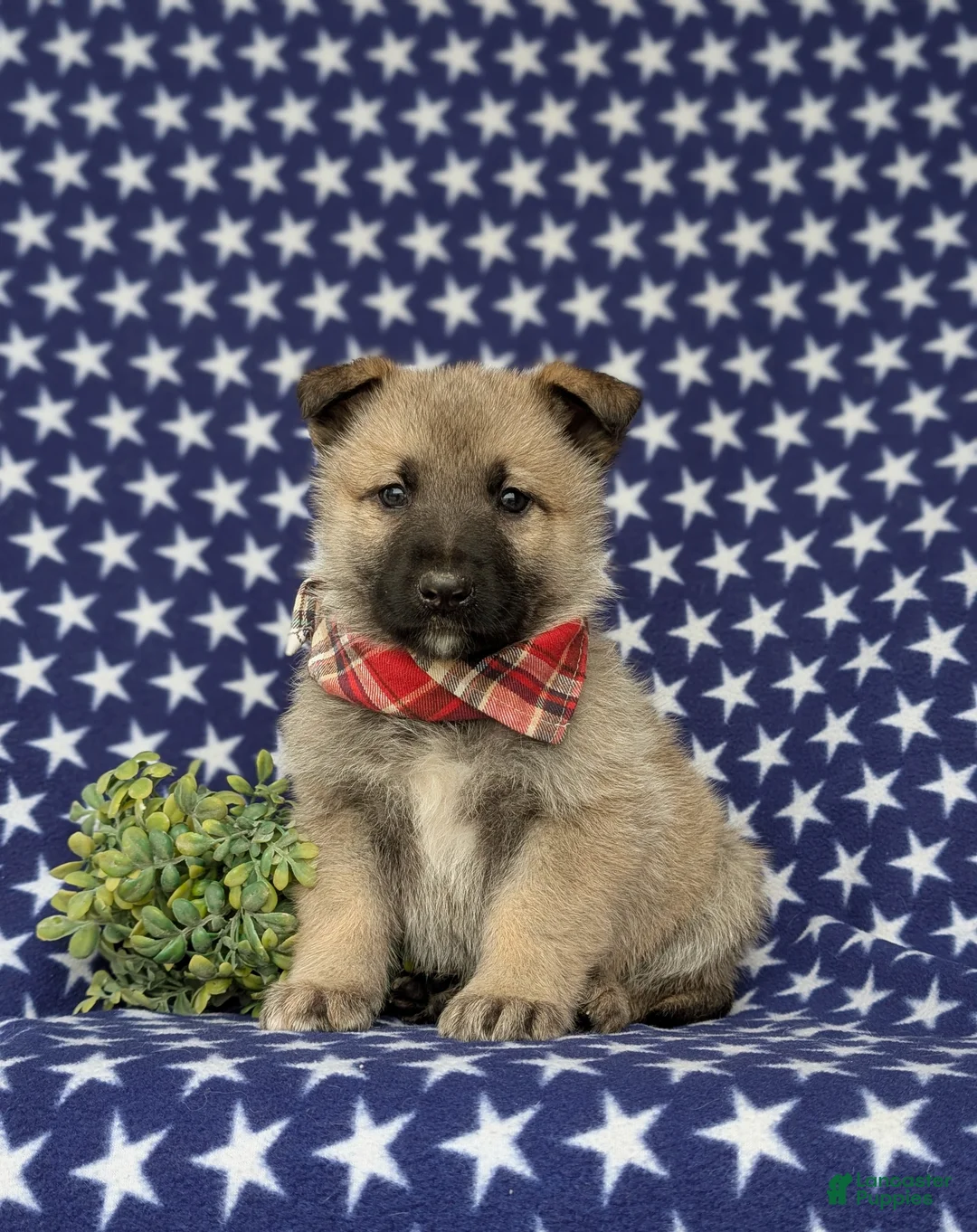 Mixed Breed dogs for sale: Clifford - Ad 2