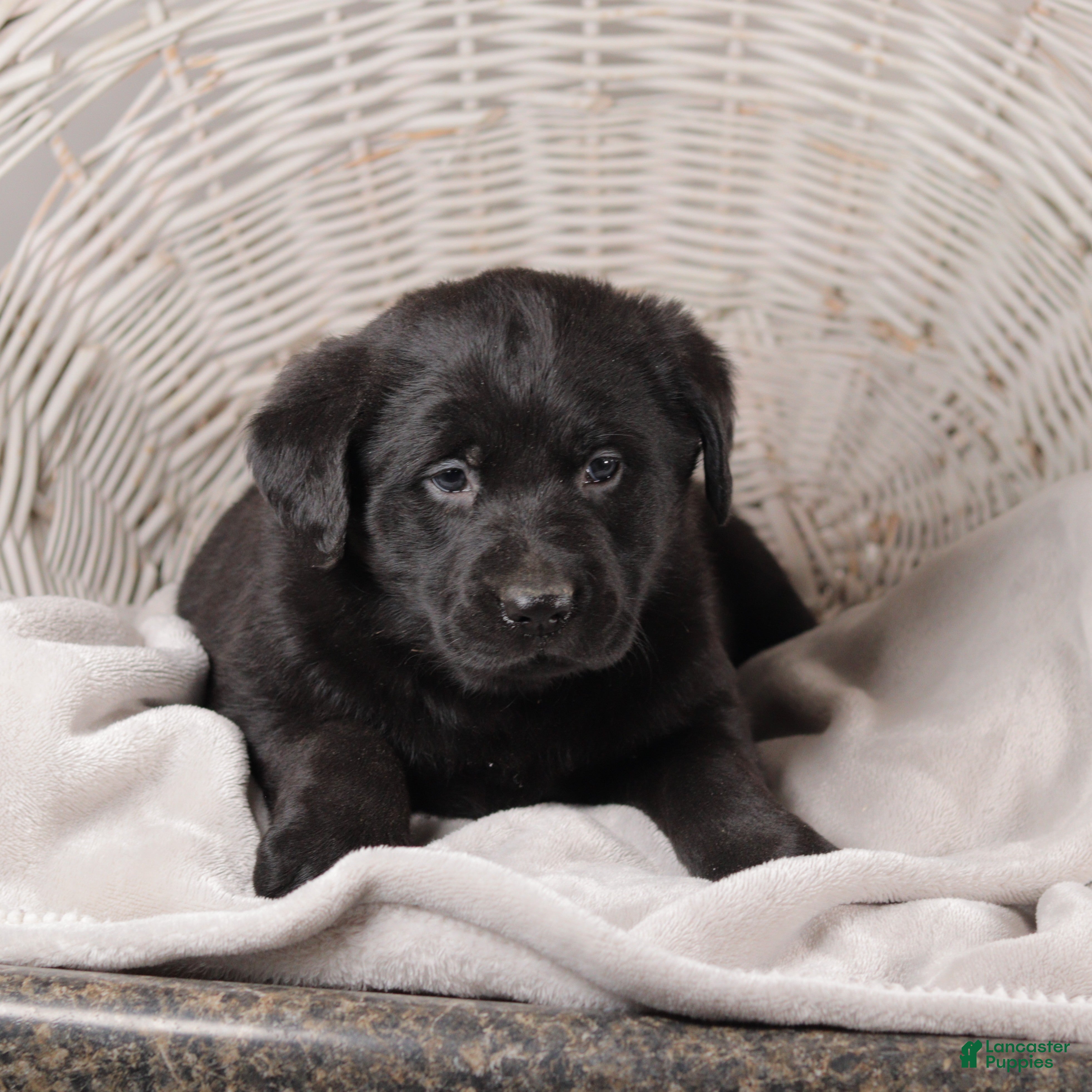 Mixed Breed dogs Charlotte - Ad 2