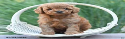 Toy Poodle dogs for sale: Lincoln - Ad 3