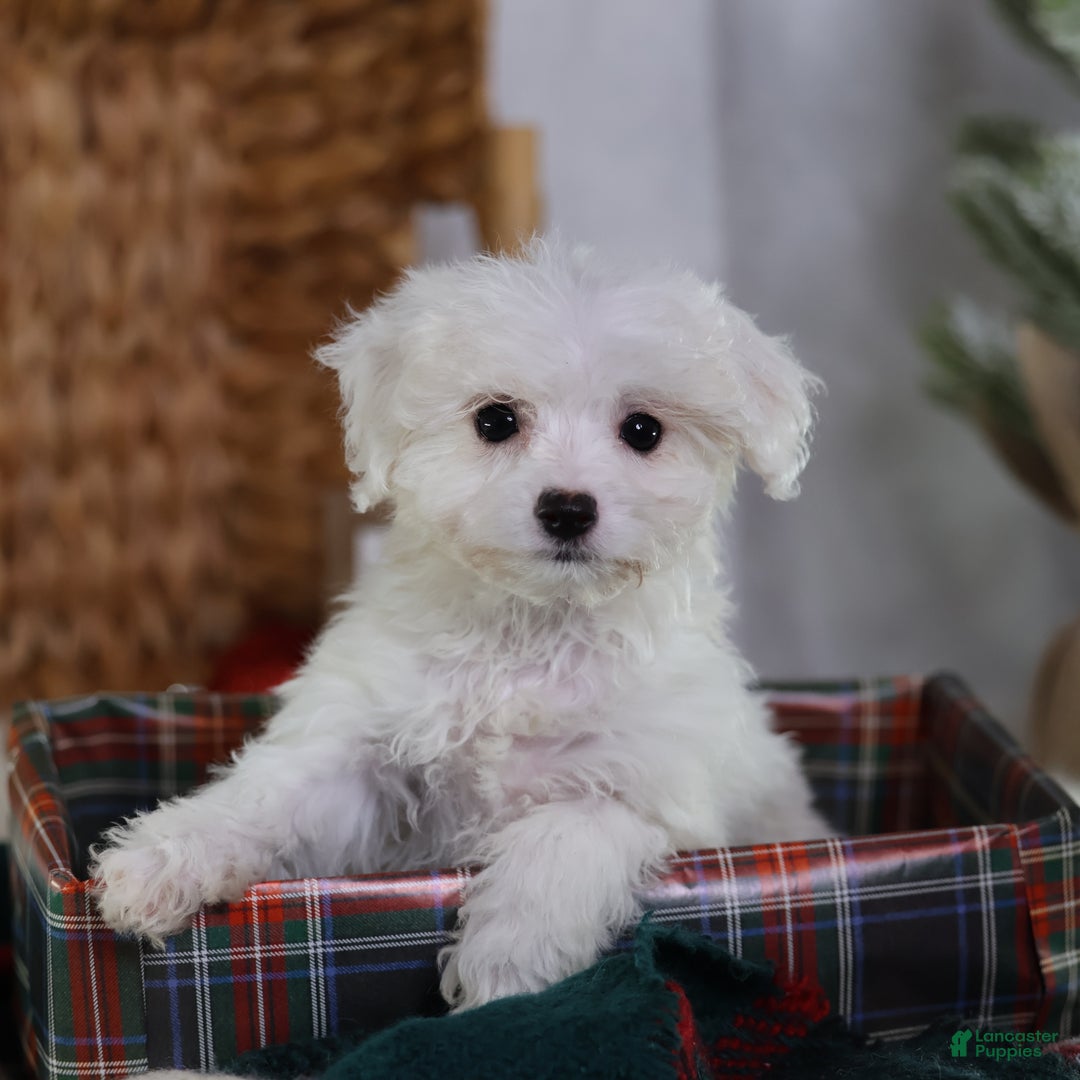 Teddy Bear dogs for sale: Jinko (Mini size) - Ad 2
