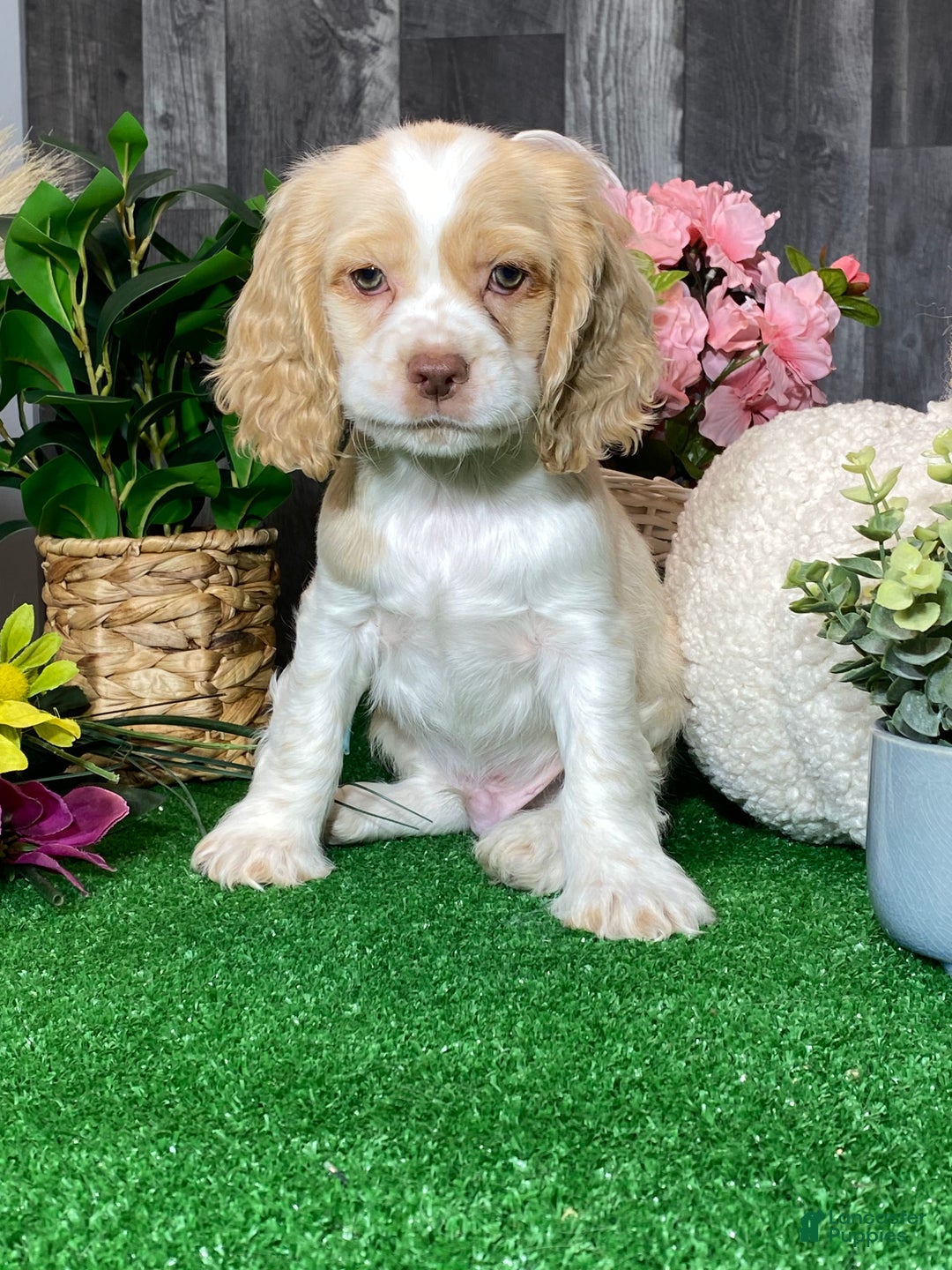 Cocker Spaniel dogs for sale: Tucker - Ad 3