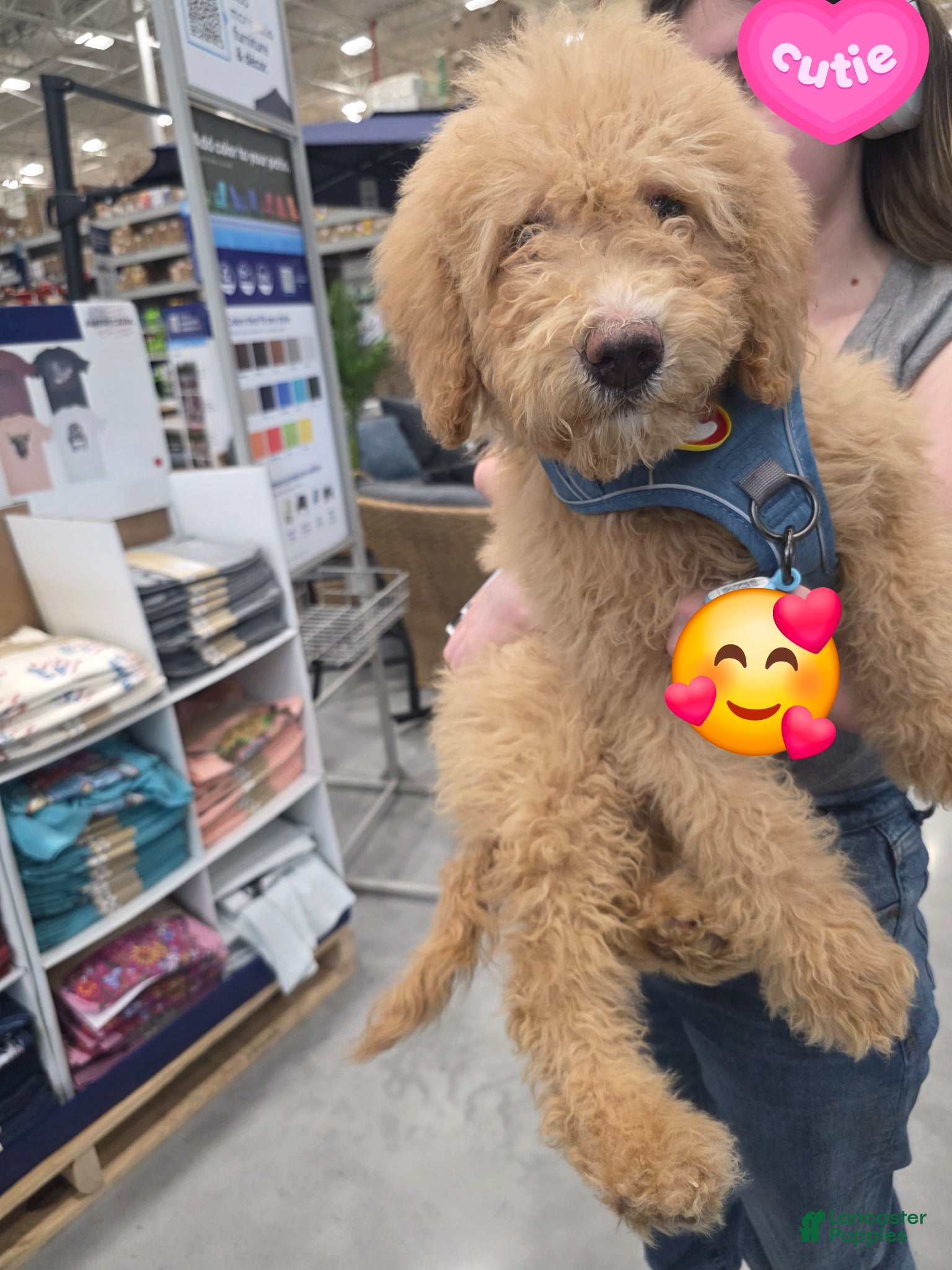 Aussiedoodle dogs Aussiedoodle Puppy 2 - Ad 2