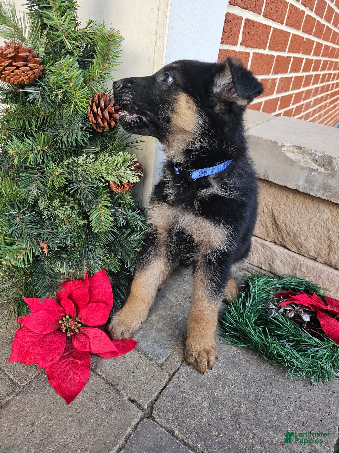 German Shepherd dogs for sale: Chance - Ad 3