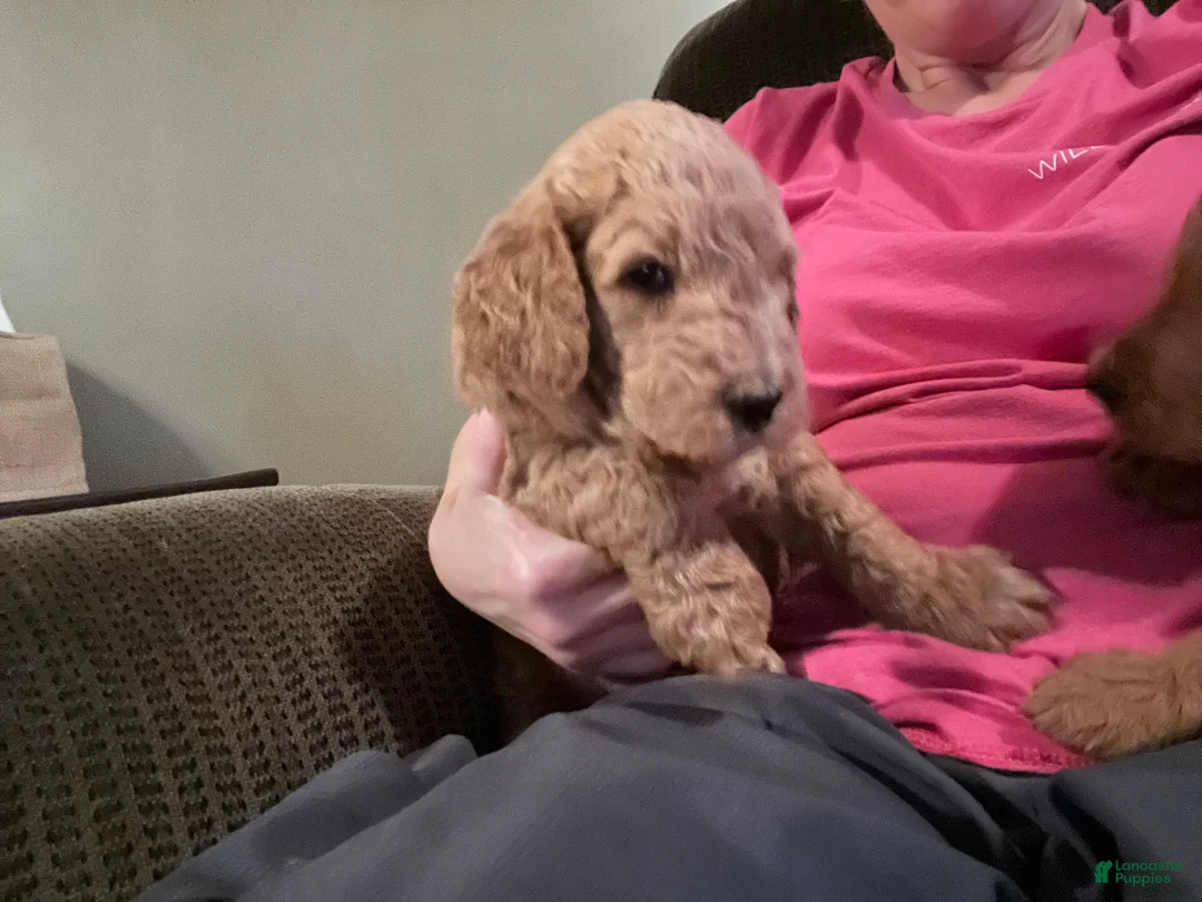 Goldendoodle dogs for sale: Goldendoodle Puppy 3 - Ad 3