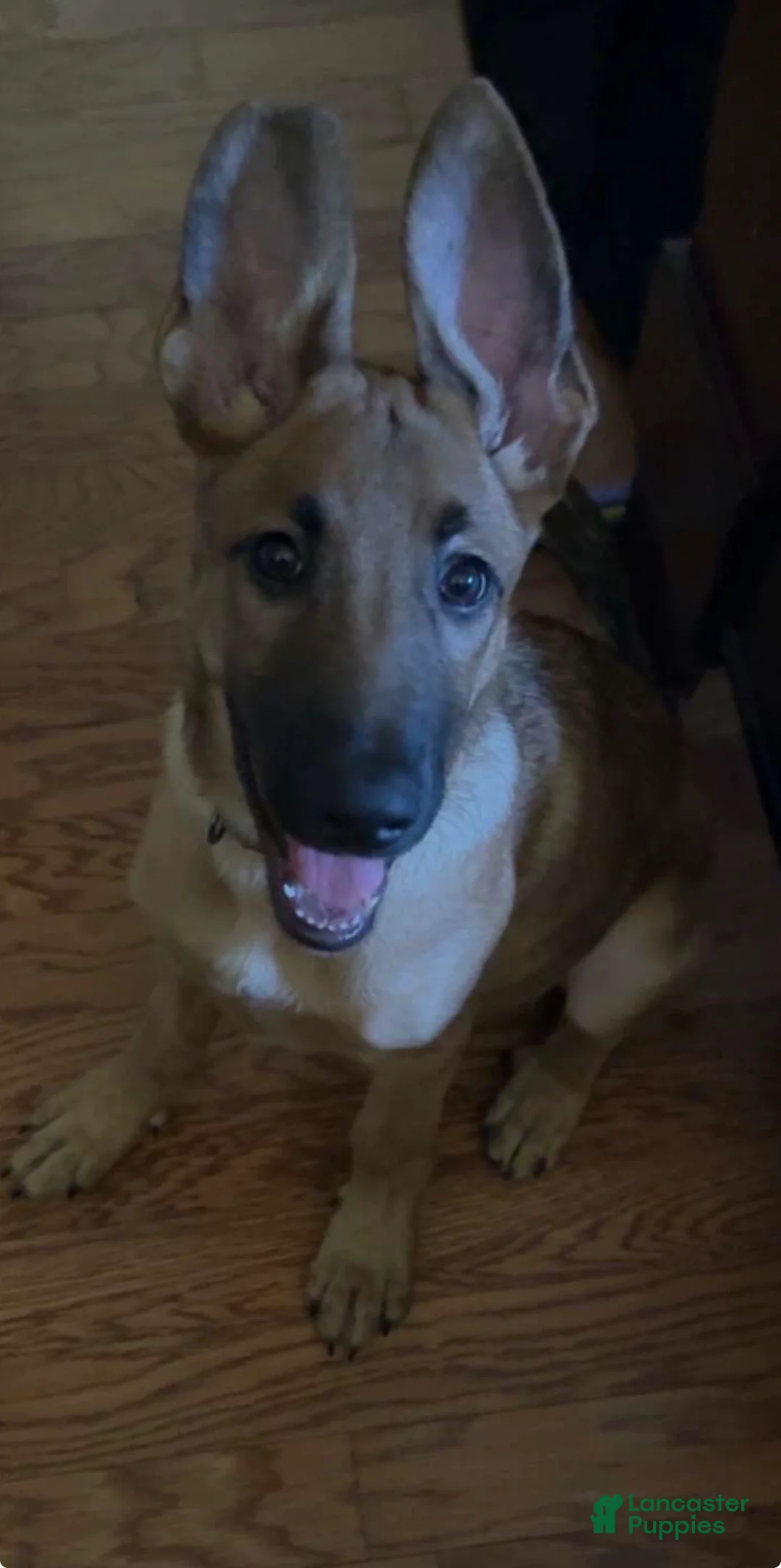 Mixed Breed dogs for sale: Apollo - Ad 2