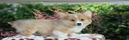 Welsh Corgi Pembroke dogs for sale: Finnegan - Ad 2