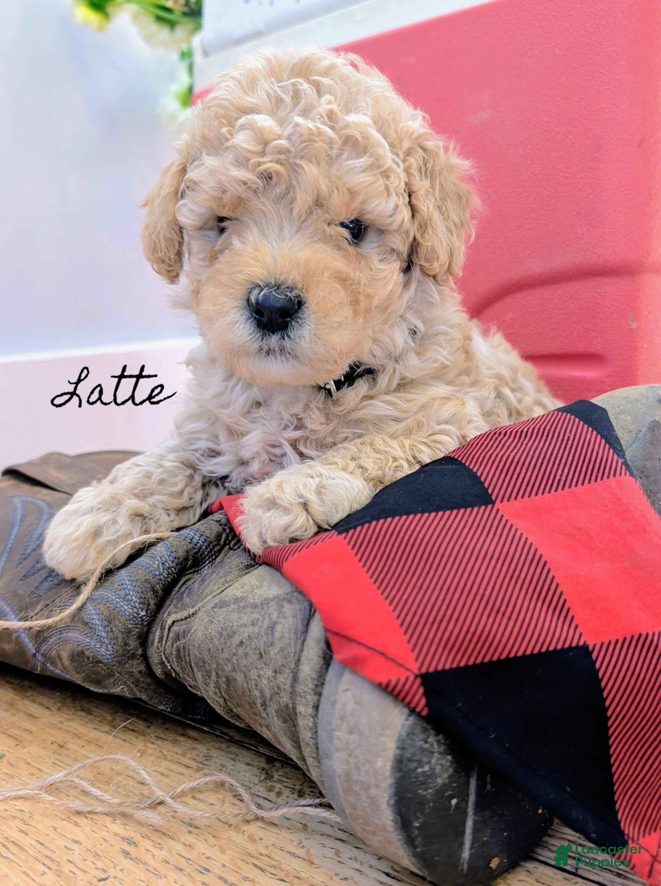 Cavapoo dogs for sale: Latte - Ad 1