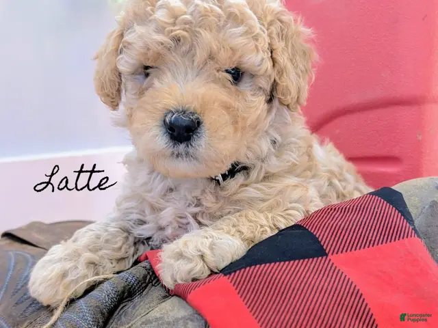 Cavapoo dogs for sale: Latte - Ad 1