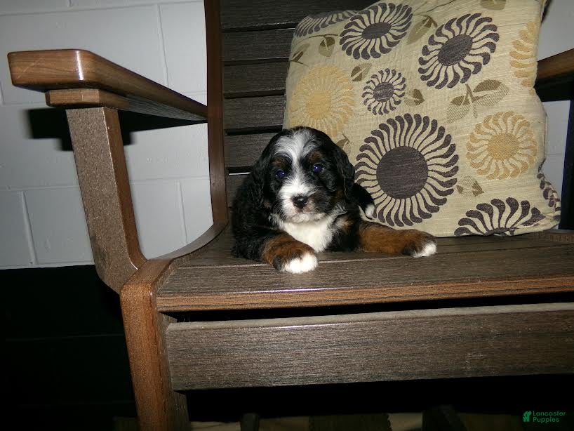 Mini Bernedoodle dogs Andre - Ad 1