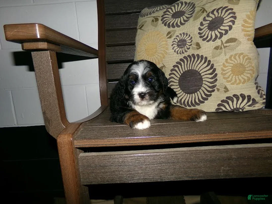 Mini Bernedoodle dogs for sale: Andre - Ad 10