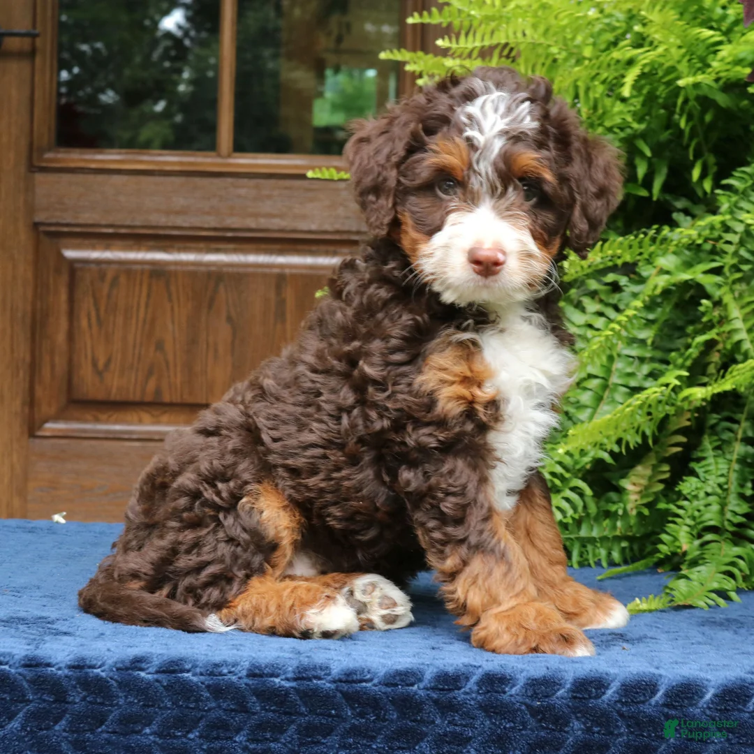 Mini Bernedoodle dogs for sale: Ruffles  - Ad 2