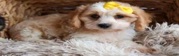 Cavachon dogs for sale: RUBY - Ad 13