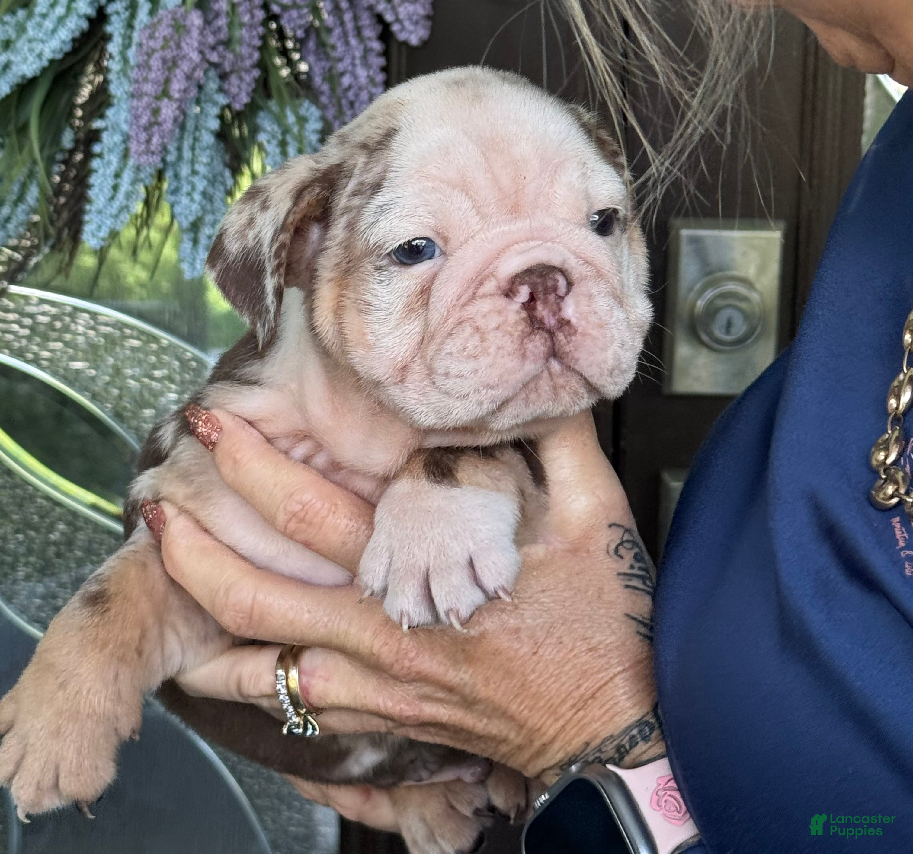 English Bulldog dogs English Bulldog 2 - Ad 8
