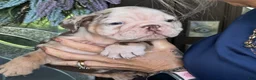 English Bulldog dogs for sale: English Bulldog 2 - Ad 1