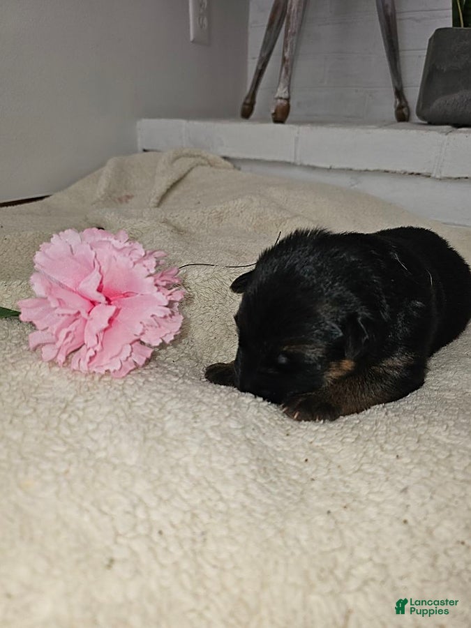 German Shepherd dogs for sale: Mindy - Ad 2