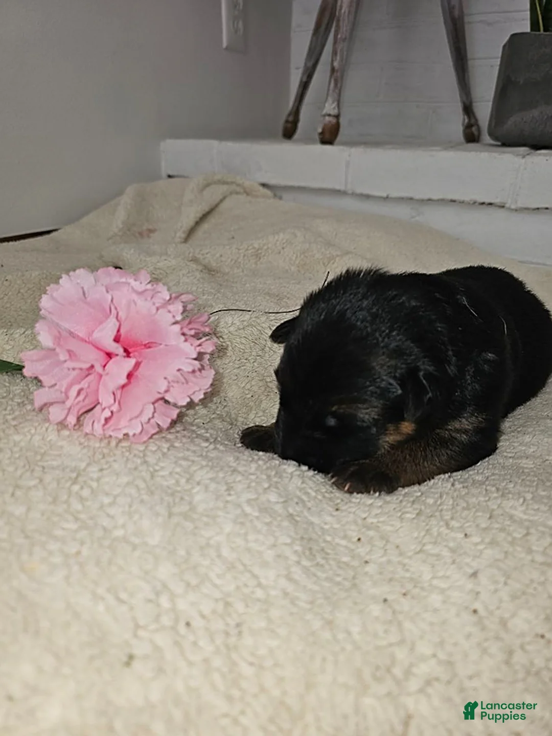 German Shepherd dogs for sale: Mindy - Ad 2