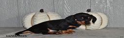 Miniature Dachshund dogs for sale: Finn - Ad 5