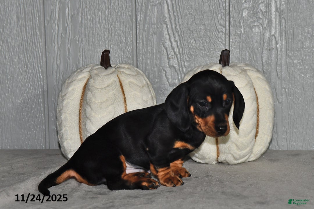 Miniature Dachshund dogs for sale: Finn - Ad 5
