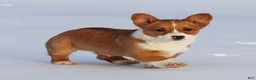 Welsh Corgi Pembroke dogs for sale: Kadin Welsh Corgi Pembroke - Ad 17