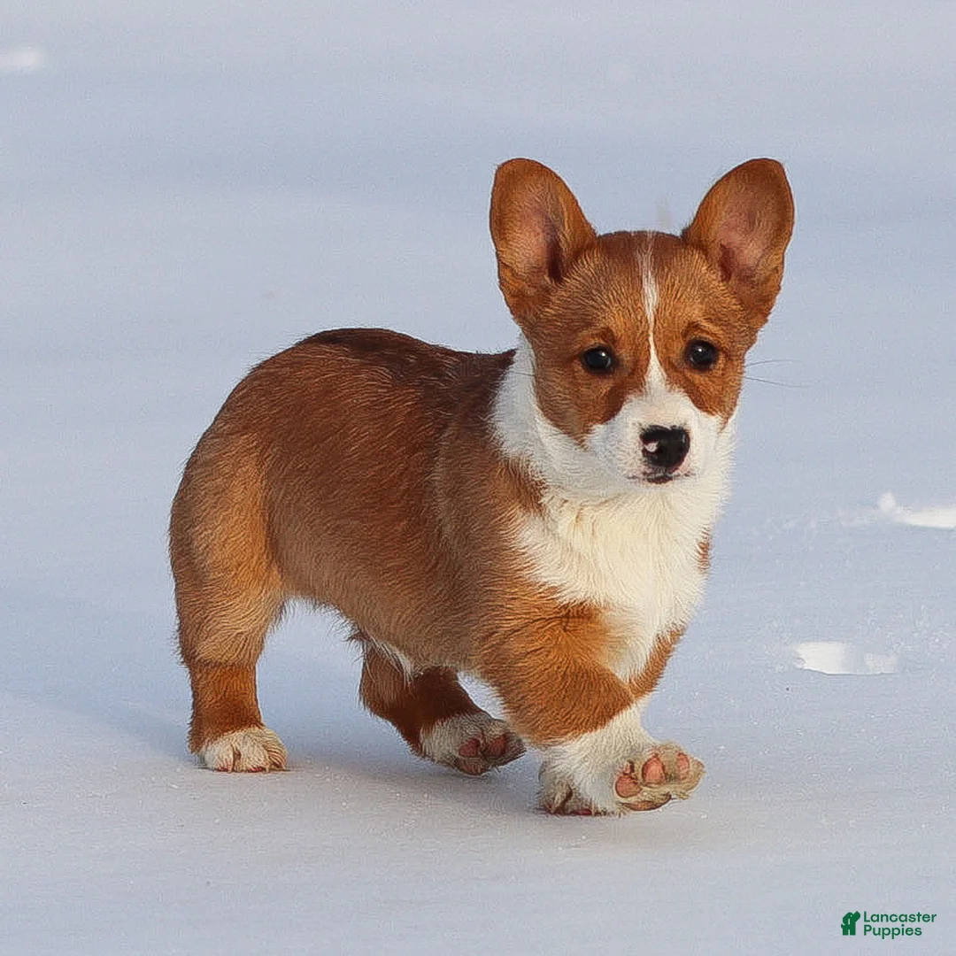 Welsh Corgi Pembroke dogs for sale: Kadin Welsh Corgi Pembroke - Ad 17