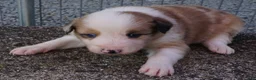 Border Collie dogs for sale: BLAKE - Ad 3