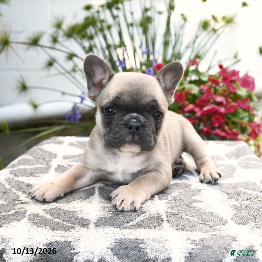 French Bulldog dogs Polaris - Ad 2