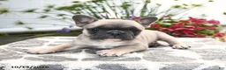 French Bulldog dogs for sale: Polaris - Ad 2