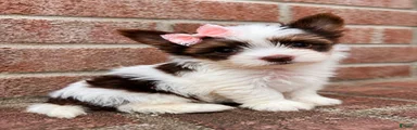 Biewer Terrier 5