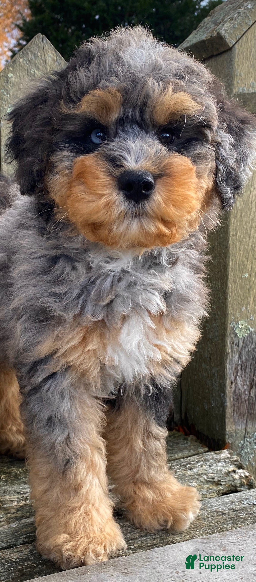 Mini Bernedoodle dogs for sale: 💚 IN BOSTON MASSACHUSETTS AREA 💚 3/4 BRIGHT BLUE 1/4 DARK BROWN RIGHT EYE 💚 MINI BERNEDOODLE 💚 - Ad 4