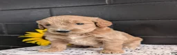 Goldendoodle dogs for sale: Libby  - Ad 8