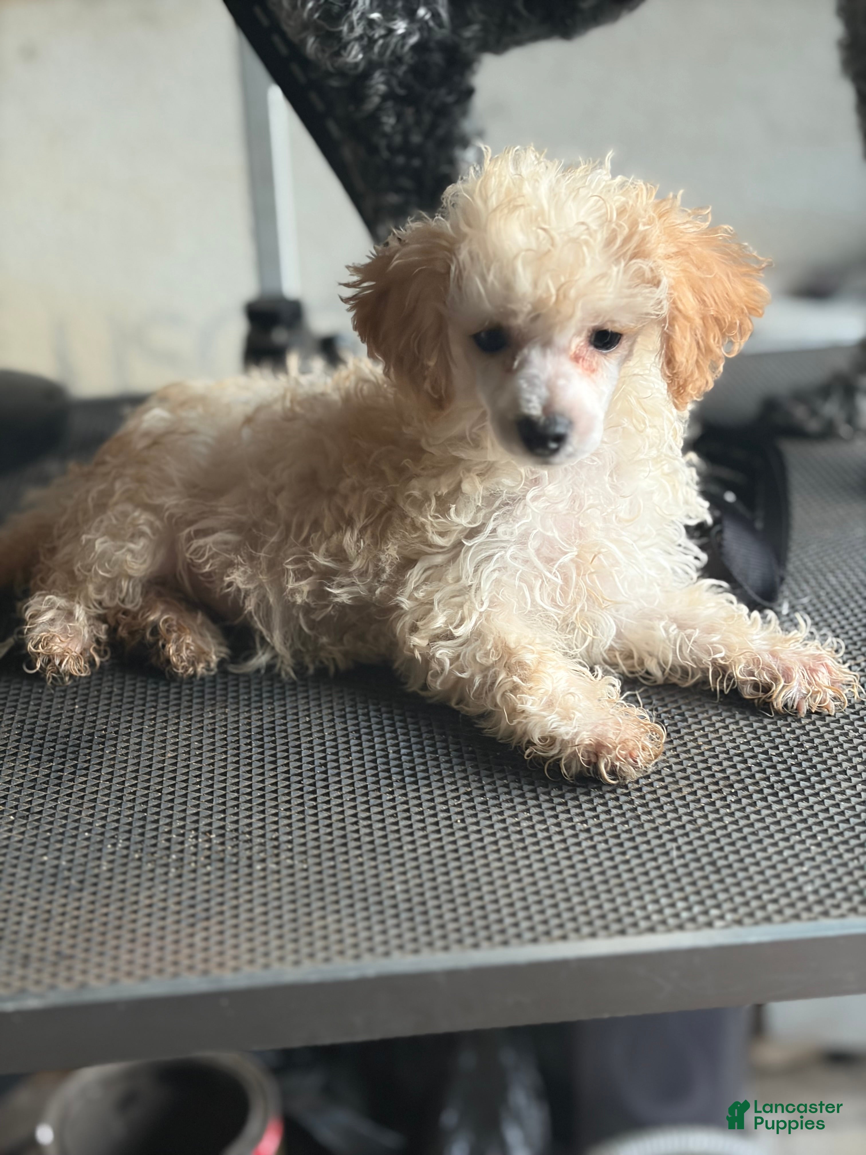 Toy Poodle dogs Toy Poodle 3 - Ad 2