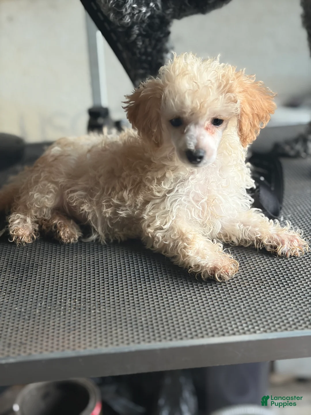 Toy Poodle dogs for sale: Toy Poodle 3 - Ad 2