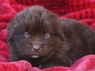 Newfoundland dogs Pansy - Ad 25