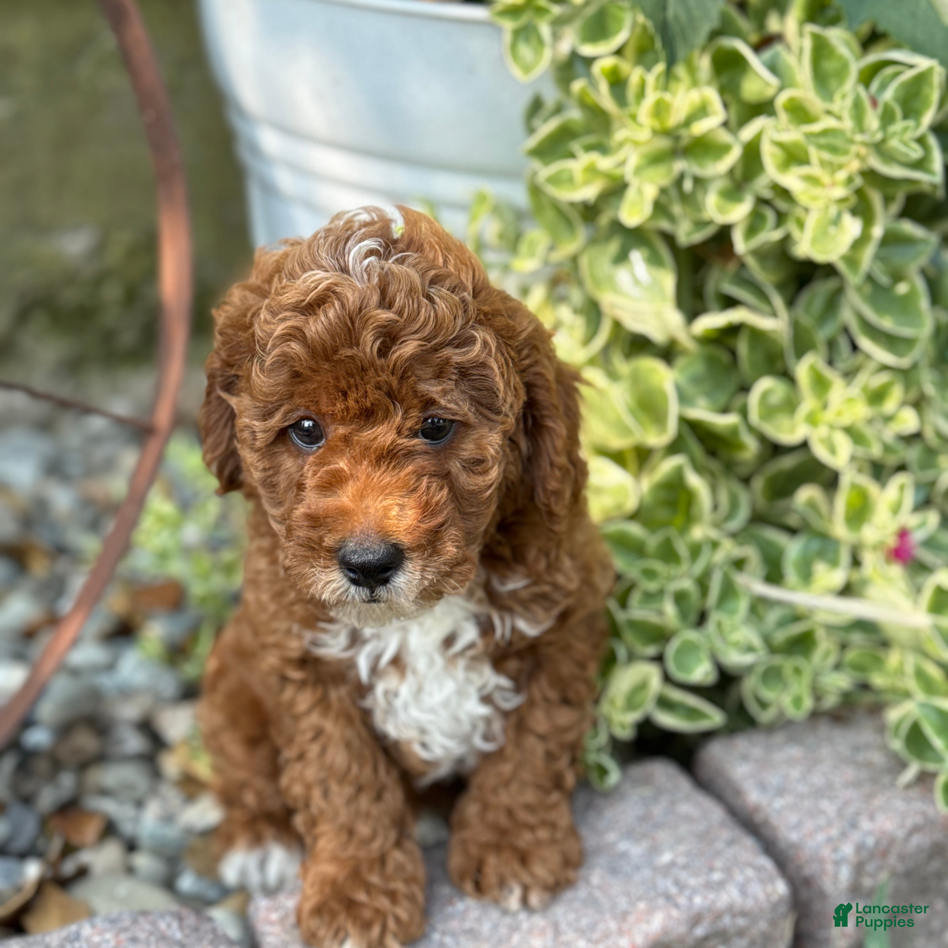 Toy Poodle dogs Tommy - Ad 1