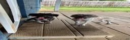 Aussiedoodle dogs for sale: Aussiedoodle Puppy 3 - Ad 5