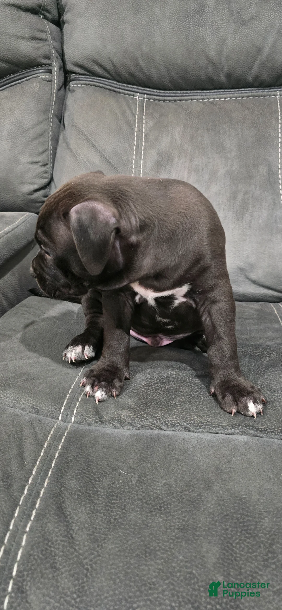American Pit Bull Terrier dogs for sale: American Pit Bull Terrier Puppy 3 - Ad 2