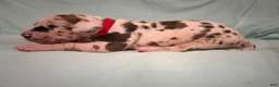 Great Dane dogs for sale: Star - Ad 3