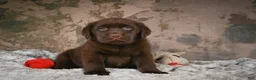 Labrador Retriever dogs for sale: Bailey - Ad 7