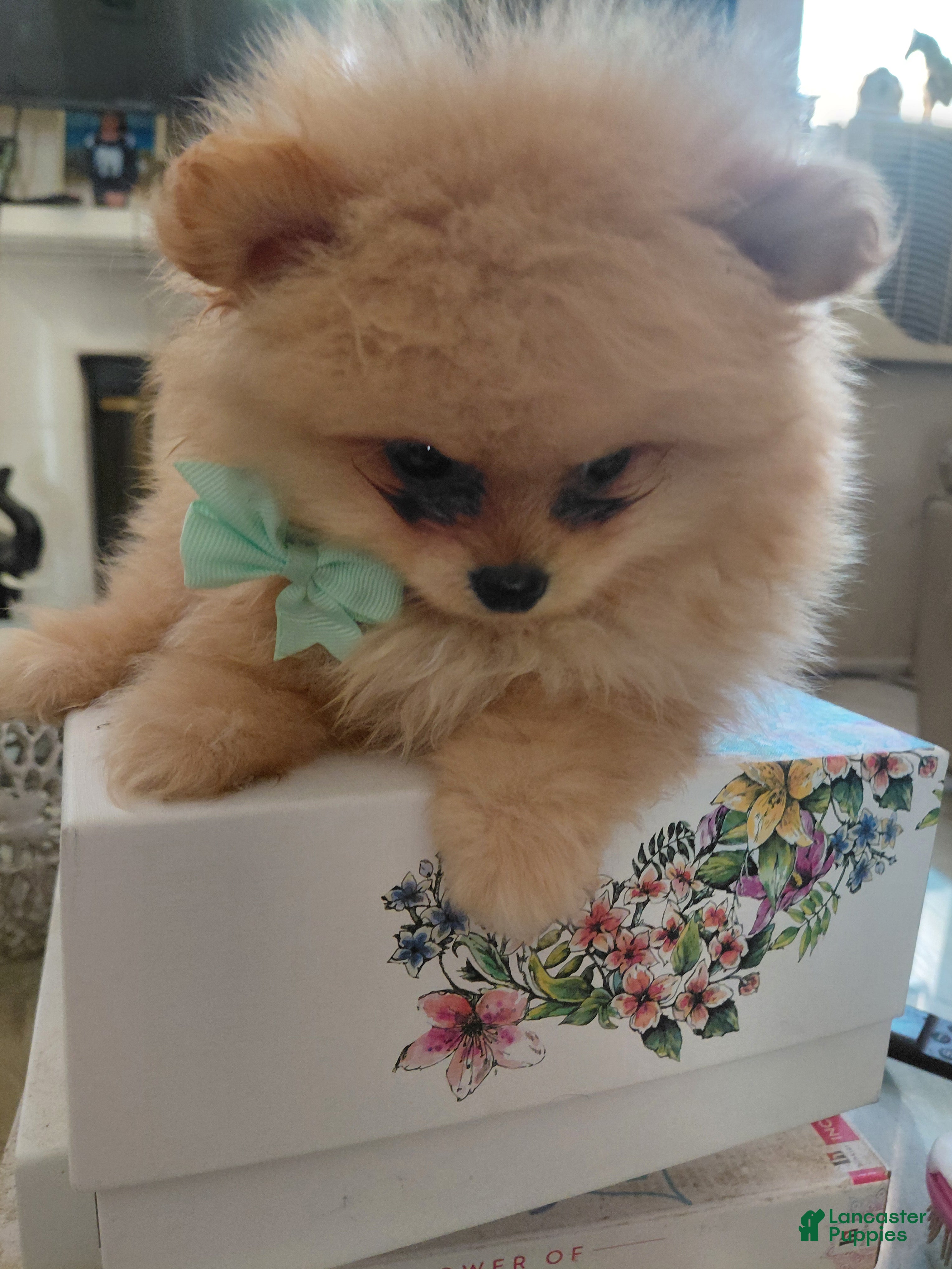 Pomeranian dogs Honey bear 🐻  - Ad 1