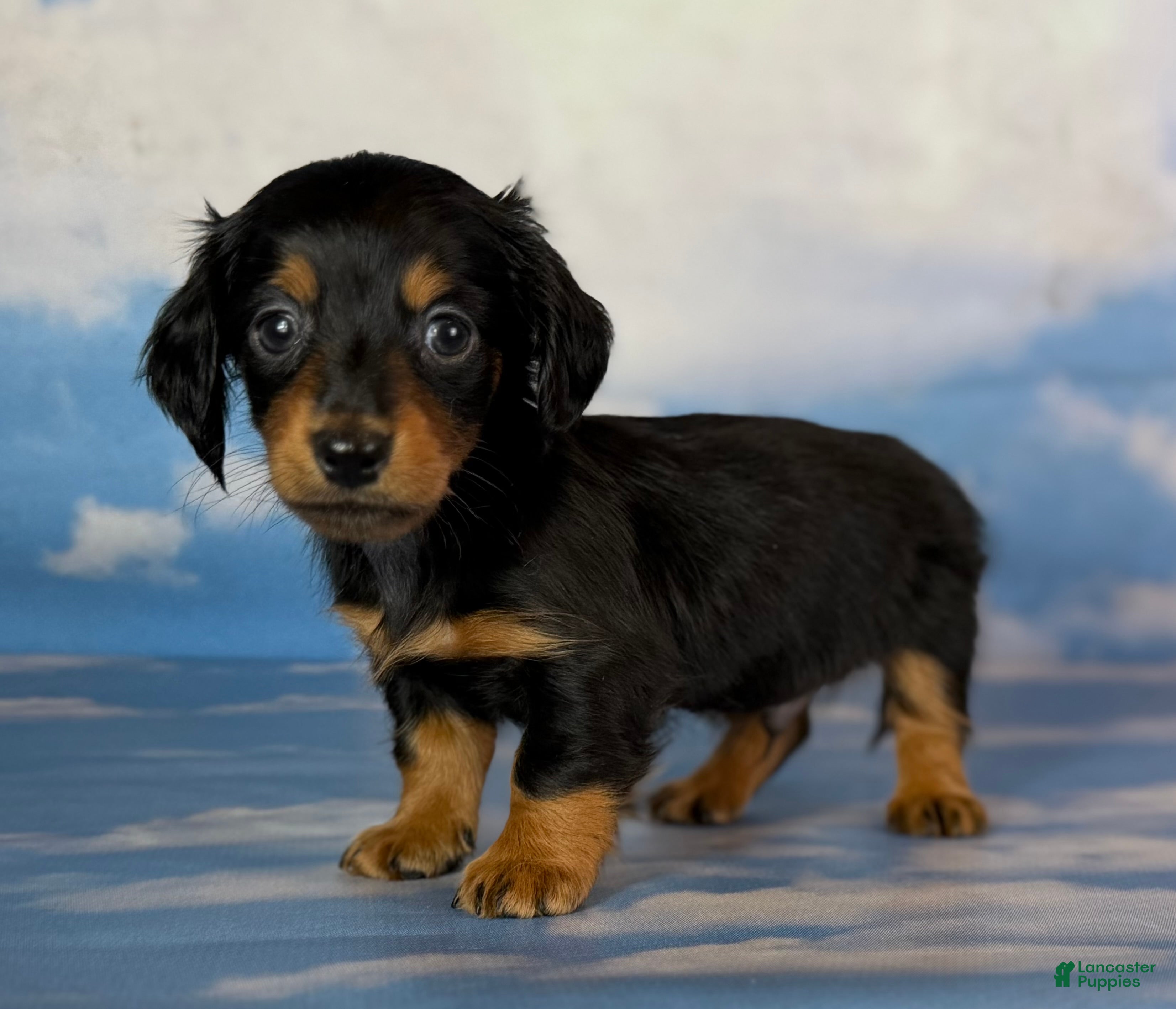 Miniature Dachshund dogs for sale: AKC Vince LH Parents DNA & CHIC choc carrier  - Ad 3