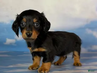 Miniature Dachshund dogs for sale: AKC Vince LH Parents DNA & CHIC choc carrier - Ad 3