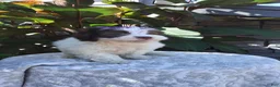 Havanese dogs for sale: Oreo - Ad 4
