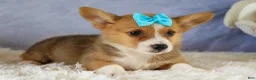 Welsh Corgi Pembroke dogs for sale: Yack 🐶  - Ad 12