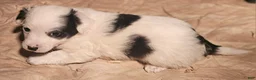 Chihuahua dogs for sale: Elmo - Ad 24