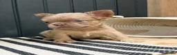 French Bulldog dogs for sale: Cinnamon - Ad 2